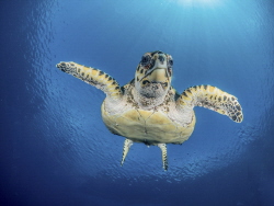Curious turtle on Bonaire. by Brenda De Vries 